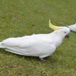 Cockatoos at the Royal Botanical Gardens